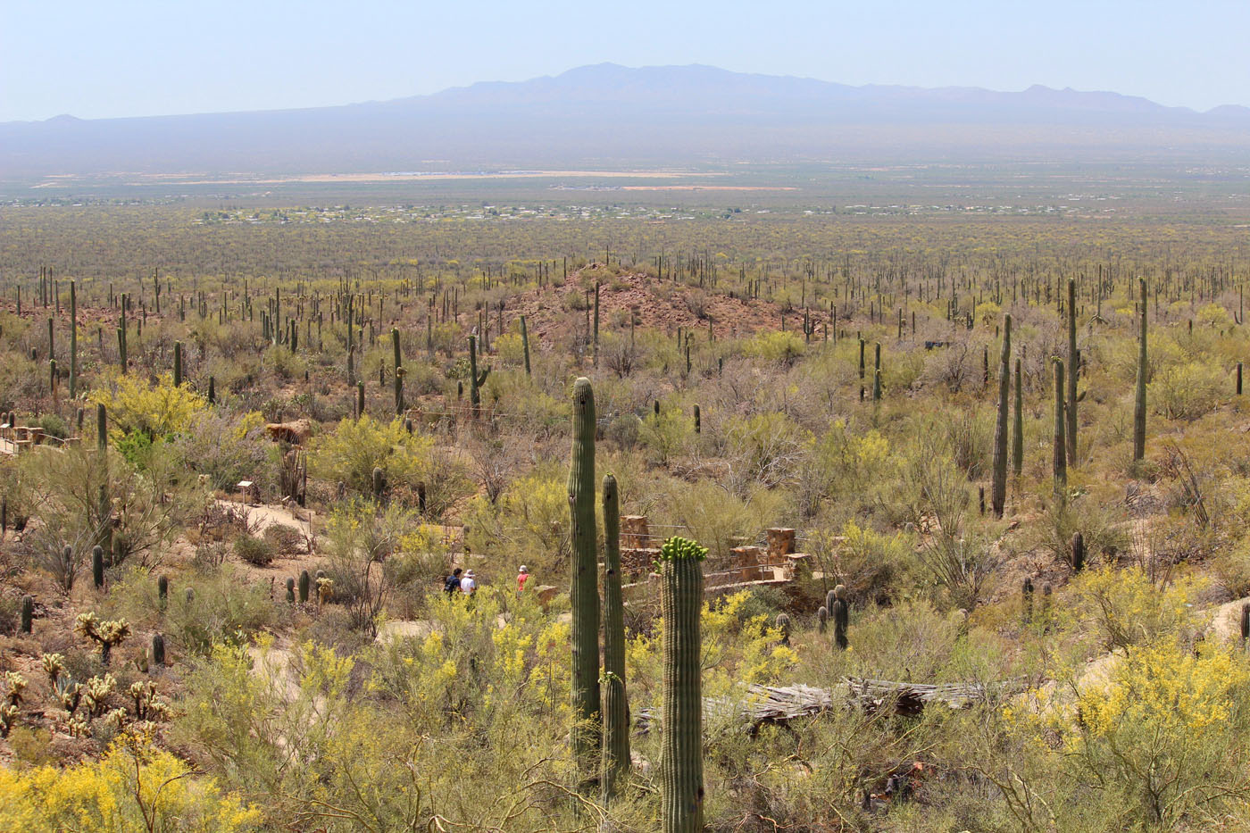 Arizona-Sonora Desert Museum