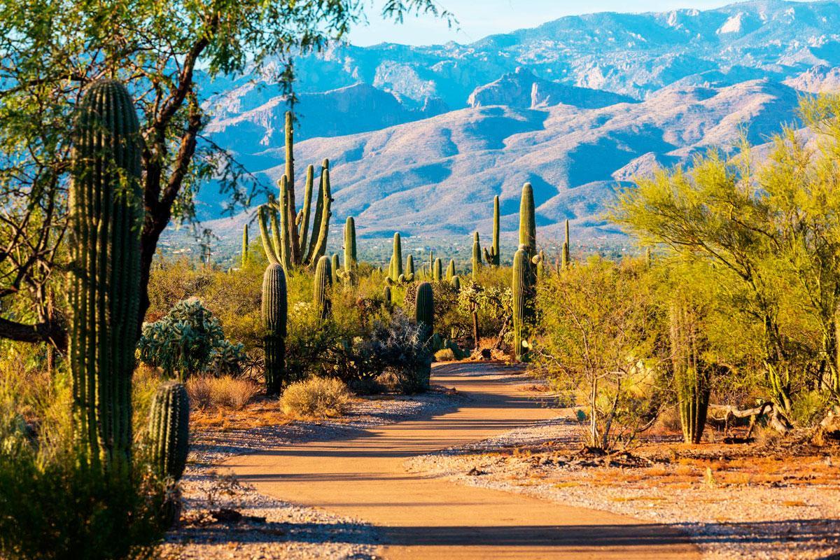 Saguaro National Park
