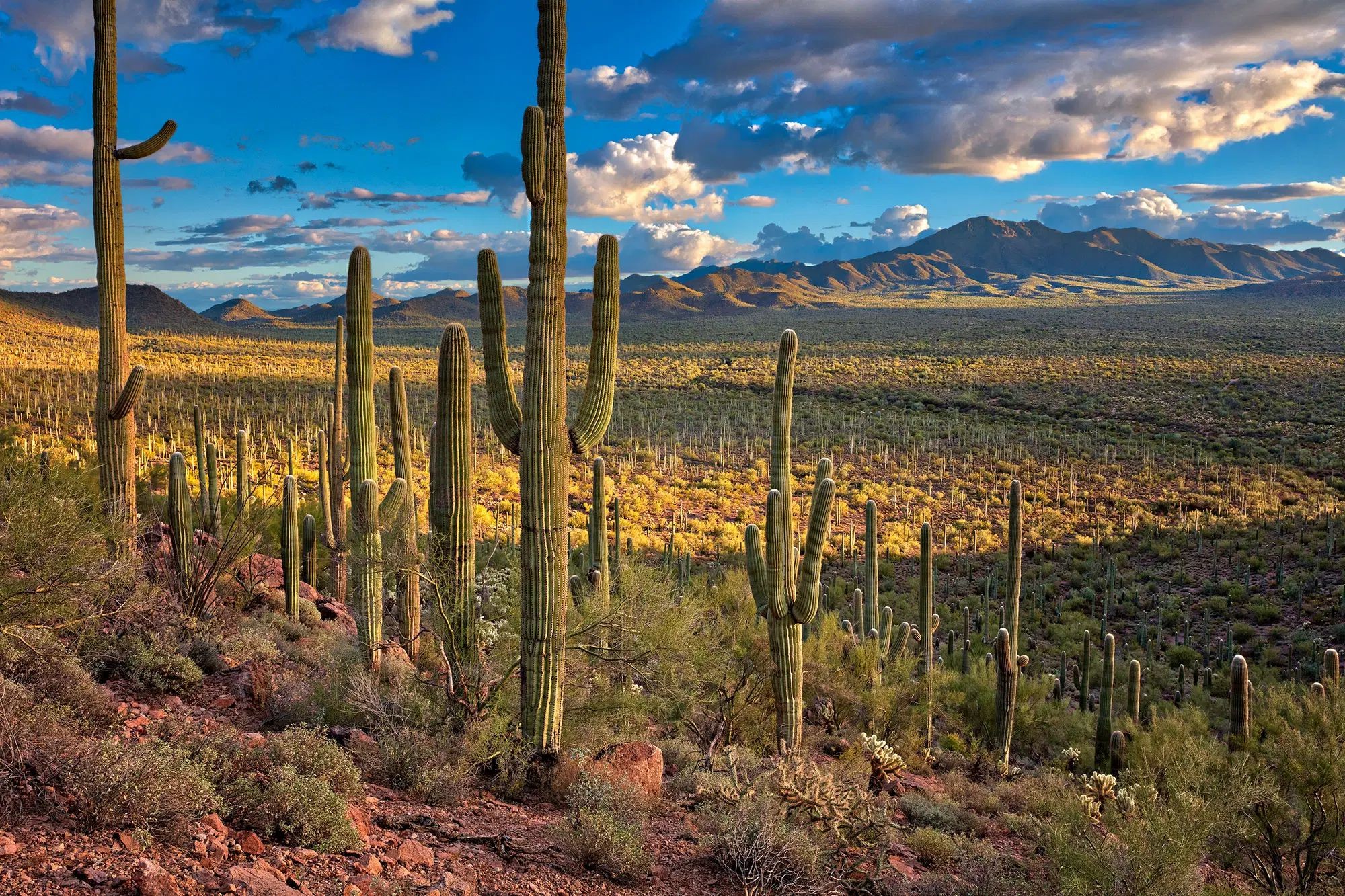 Saguaro National Park